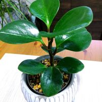 ペペロミア,ペペロミア オブツシフォリア,観葉植物,ダイソーの画像