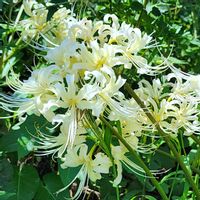 ヒペリカム,彼岸花,曼珠沙華,いつもの通り道の画像