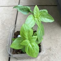 バジル,熱帯スイレン,熱帯睡蓮 ハンターズ・ムーン,熱帯睡蓮 シズク,ベランダの画像