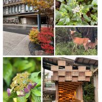 アジサイ,ドウダンツツジ,フジバカマ,野生の鹿,箱根寄木細工の画像