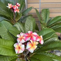 プルメリア,プルメリア J105,花のある暮らし,素敵色,かわゆい♡の画像