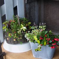 寄せ植え,ガーデニング,ナチュラルガーデン,コンテナガーデン,花のある暮らしの画像