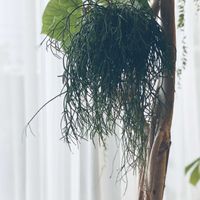 ウンベラータ,リプサリス,斑入りモンステラ,観葉植物,GSに感謝。の画像
