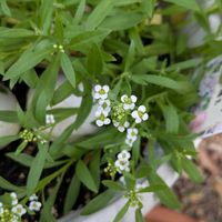 アリッサム,こぼれ種,白いお花,天草市,家庭園芸の画像