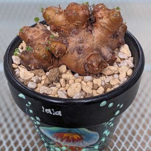 オトンナ・カカリオイデス,リメ鉢,オトンナ属,冬型植物,冬型塊根の画像