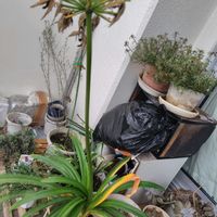 アガパンサス,ベランダの画像