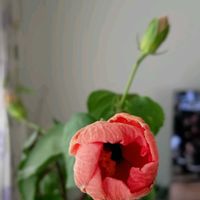 ハイビスカス,札幌からの画像