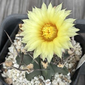 サボテン,サボテン科,サボテンの花,アストロフィツム属,黄色の花の画像