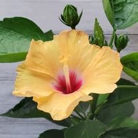 ハイビスカス,可愛い〜♡,カラフルお花,優しい色合い♡,癒やされての画像