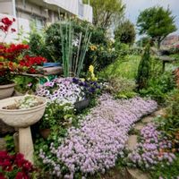 グランドカバー,可愛い,ピンク,花が好き,写真が好きの画像