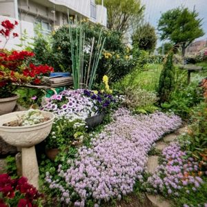 グランドカバー,可愛い,ピンク,花が好き,写真が好きの画像