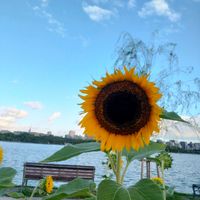 ヒマワリ,雲仲間の画像