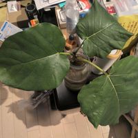 ウンベラータの画像