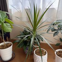 ドラセナ・コンシンネ,観葉植物,リビング,ドラセナ属,グリーンのある暮らしの画像