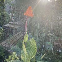 カンナ,お庭,おうち園芸,小さな庭の画像