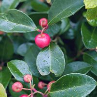 チェッカーベリー,観葉植物,植え替え,初心者,成長記録の画像