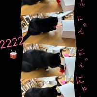 ガーデンシクラメン,トックリラン,チョコレートコスモス チョカモカ,植物のある暮らし,ニャンニャン祭りの画像