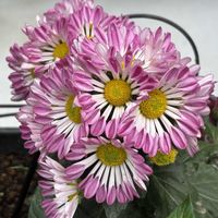 鉢植え,花壇,ガーデニング,自宅,2026スタートの画像