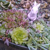 多肉植物,多肉寄せ植え,お庭の植物,葉挿しっ子の画像