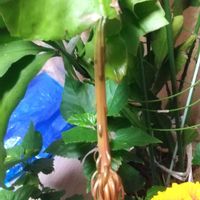 ゲッカビジン,ハイビスカス,リビング・ダイニングの画像