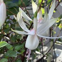 フクシア,フクシア,フクシア(ホクシャ),フクシアプーニー ブランカ,テラスの鉢植えの画像