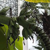 バナナ,バナナの画像