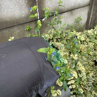 ツユクサの画像