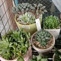ハオルチア,寄せ植え,多肉植物,植え替え,ベランダの画像