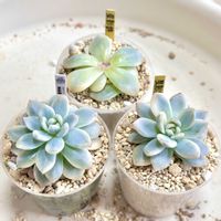 成長記録 星影錦,エケベリア 星影錦,エケベリア ソンヨウン錦,斑入り多肉,LED栽培の画像