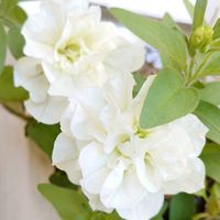 ペチュニア,花のある暮らし,多肉のある暮らし,植物のある暮らし,多肉女子の画像