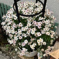 コレオプシス,コレオプシス　タンドレス,鉢植え,花壇,ガーデニングの画像