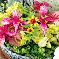 ジニア,寄せ植え,可愛い,庭の花,癒しの画像