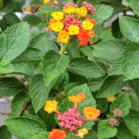 ランタナ,ランタナ七変化,開花,うれしい！,庭パトの画像