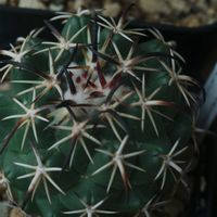 ハオルチア,多肉植物,観葉植物,塊根植物,サボテン科の画像