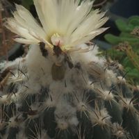 ハオルチア,多肉植物,観葉植物,塊根植物,サボテン科の画像