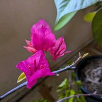 ブーゲンビリア,熱帯植物,沖縄の画像