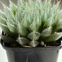 ハオルチア,ブラックベルディアナ,ブラックベルディアナ,多肉植物,ハオルチア属の画像