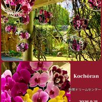 コチョウラン,コチョウラン,コチョウラン,コチョウラン,胡蝶蘭の画像