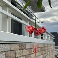 ハイビスカス,フウリンブッソウゲ,花のある暮らし,花好きさんと繋がりたい,原種ハイビスカスの画像