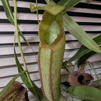 ネペンテス,ウツボカズラ,ネペンテス・ミランダ,ネペンテス・ミランダ,観葉植物の画像