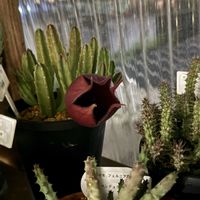 スタペリア,ガガイモ,ガガイモ スタペリア・鐘楼閣,多肉植物の画像