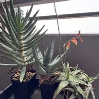 アロエの画像