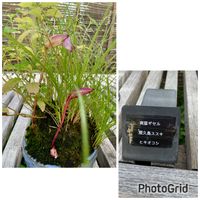 コムラサキ,ススキ,ナンバンギセル,ナンバンギセル,ナンバンギセルの画像