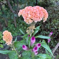 ケイトウ,二段咲きおしろい花・微笑み返し,ハツユキガズラ,白花オシロイバナ,キュンキュン乙女倶楽部の画像