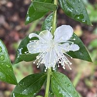 ギンバイカ,雨に輝く,#最前線のあなたへ,明日はきっと良い日になる,今日を良い日にの画像