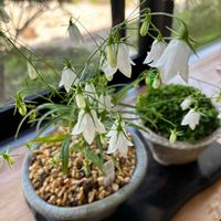 イワシャジン,大文字草,ジュズサンゴ,イワシャジン(白花),可愛いの画像