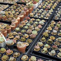 多肉植物,葉挿し,エケベリア属,バルビナエア属の画像
