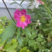 アスター,シュウメイギク,ハイビスカス ロバツスの画像