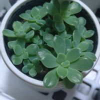 てんてんてまり。,多肉植物,love&peace,小さなベランダ,てんてんてまりの画像