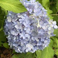 アジサイの画像